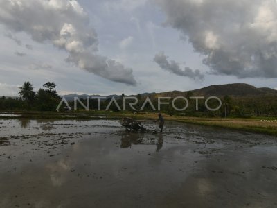 TARGET PRODUKSI BERAS TAHUN 2022 ANTARA Foto