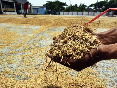 Harga Gabah Di Tingkat Petani Meningkat Antara Foto