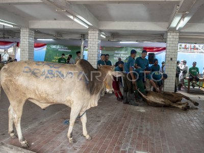 Pemotongan Hewan Kurban Di Masjid Istiqlal Antara Foto