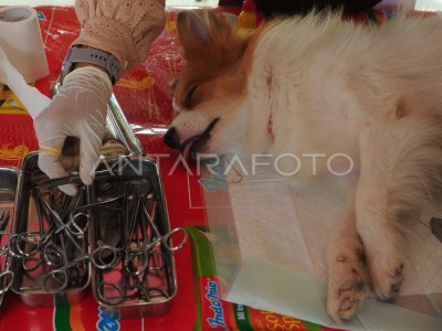 PERINGATAN HARI RABIES SEDUNIA DI PALEMBANG ANTARA Foto