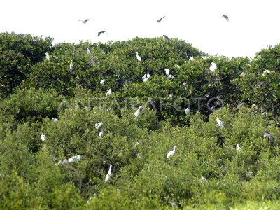 Penanaman Mangrove Untuk Pemulihan Lingkungan ANTARA Foto