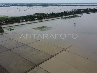 SAWAH TERDAMPAK BANJIR DI KABUPATEN BEKASI ANTARA Foto