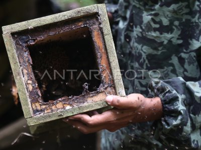 Budi Daya Lebah Trigona Antara Foto