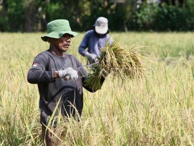 Harga Gabah Kering Panen Di Aceh Besar Antara Foto