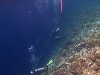 Wisata Bawah Laut Di Pulau Tomia Wakatobi ANTARA Foto