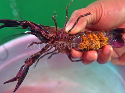 Budi Daya Lobster Air Tawar Di Kota Bogor Antara Foto