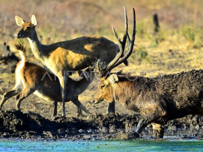 Rusa Timor Di TN Baluran ANTARA Foto