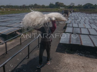 Produksi Tepung Aren Tradisional Antara Foto