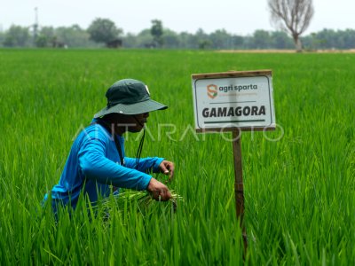 Pengembangan Padi Gamagora 7 ANTARA Foto