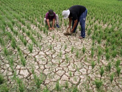 Sawah Petani Aceh Kekeringan ANTARA Foto