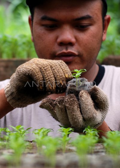 PERMINTAAN BIBIT TANAMAN CABAI MELONJAK ANTARA Foto