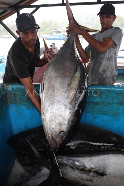 Peningkatan Ekspor Ikan Tuna Cakalang Tongkol Antara Foto