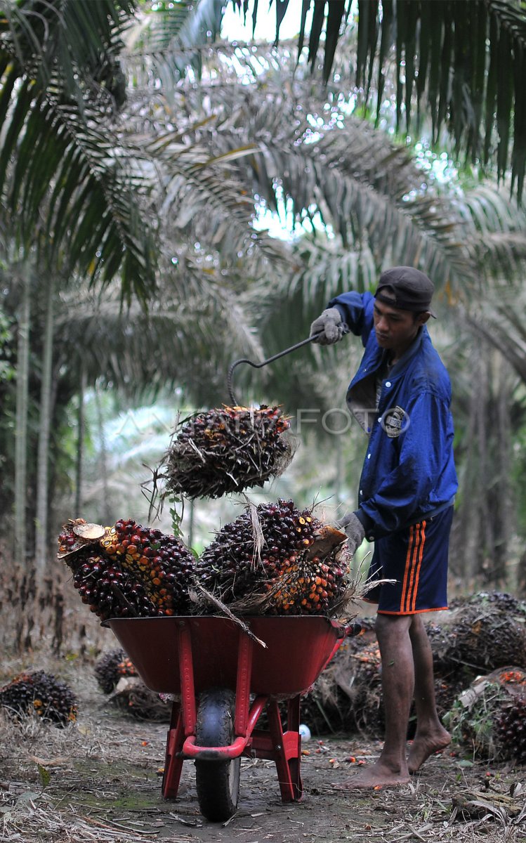 Hilirisasi Produk Kelapa Sawit Antara Foto