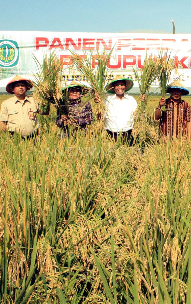 Panen Padi Perdana Antara Foto