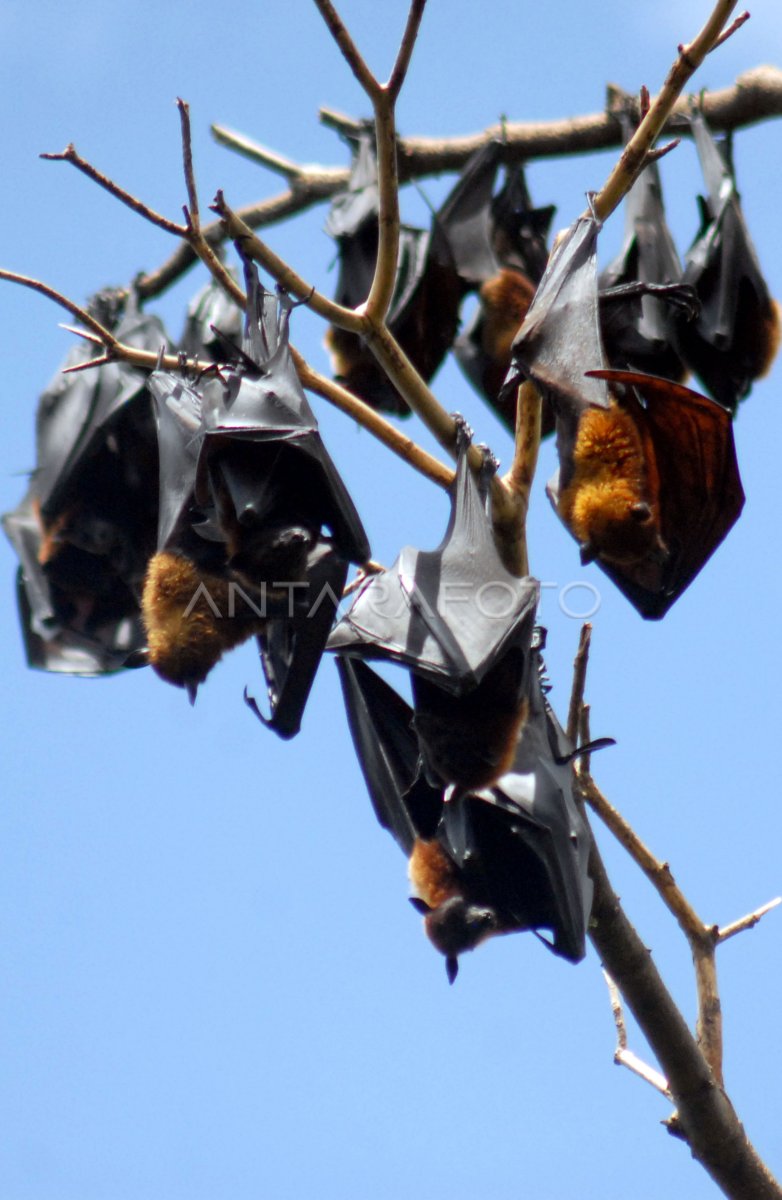 Populasi Kelelawar Berkurang Antara Foto