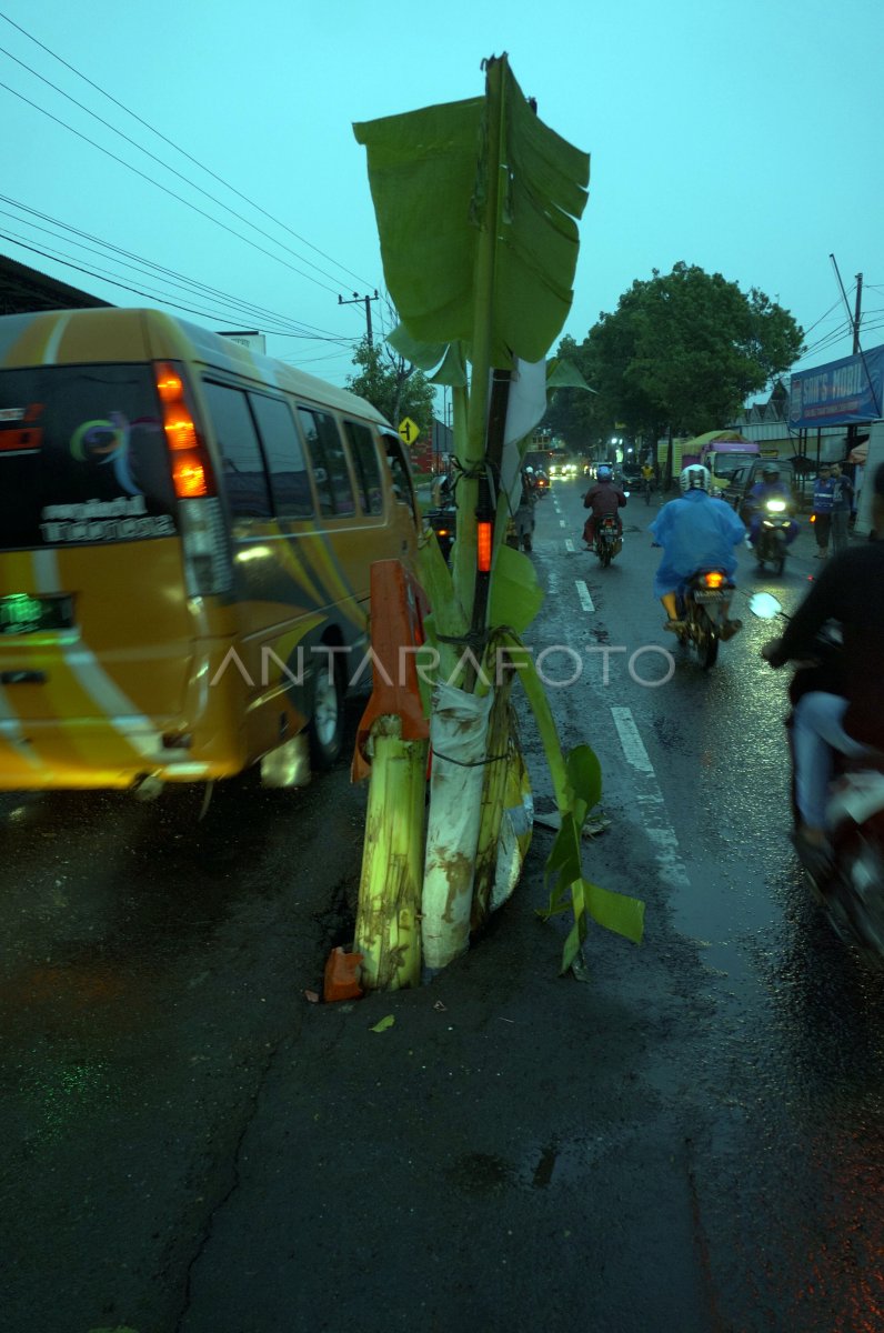 Jalan Nasional Rusak Ditanami Pohon Pisang Antara Foto