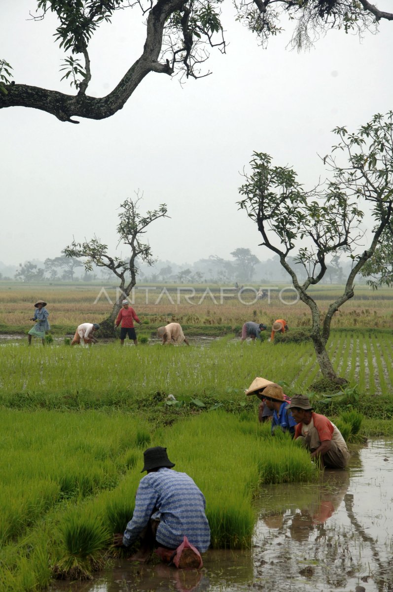 SAWAH TADAH HUJAN ANTARA Foto