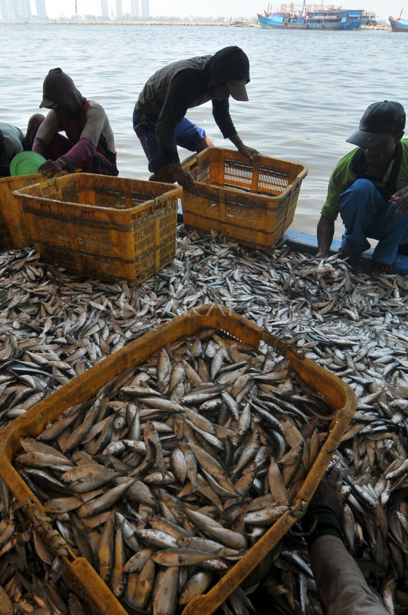 Permintaan Ikan Meningkat Antara Foto