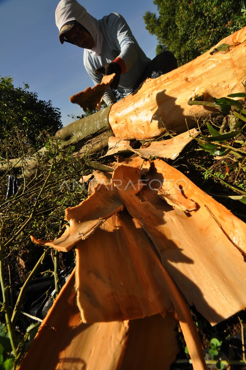 Harga Kulit Kayu Manis Anjlok Antara Foto