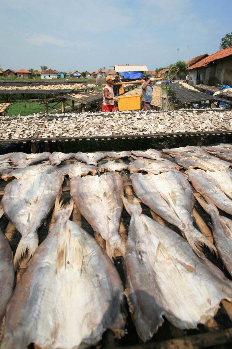 PRODUKSI IKAN ASIN ANTARA Foto