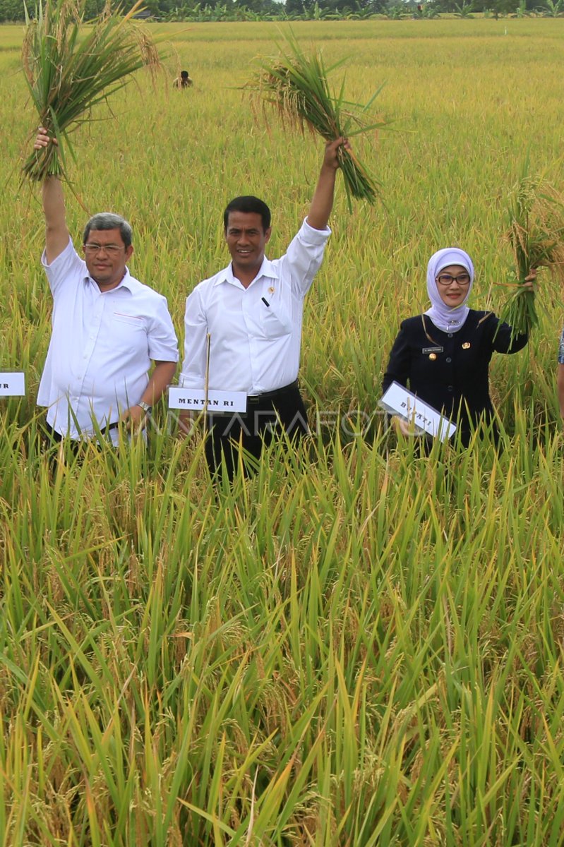 PANEN PADI PERDANA ANTARA Foto