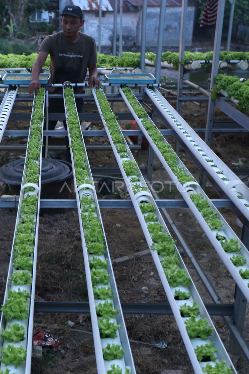 Pemanfaatan Pekarangan Untuk Budidaya Sayur Sistem Hidroponik ANTARA Foto