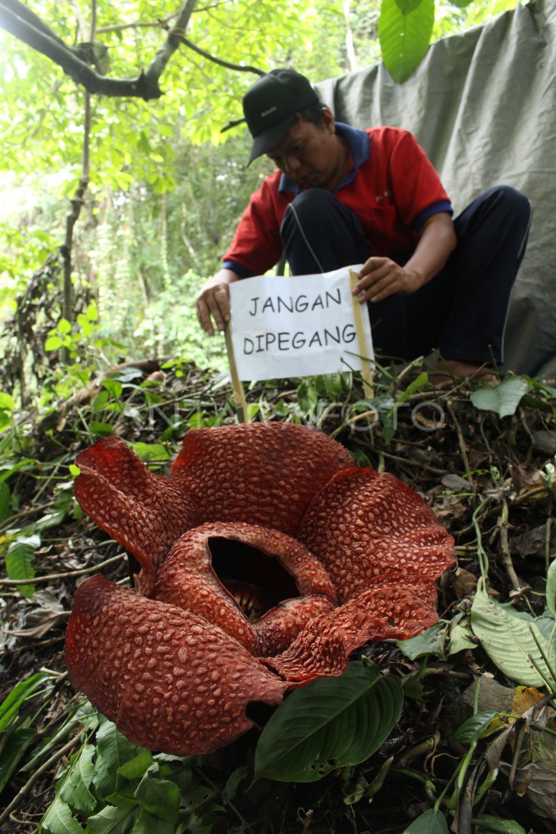 RAFFLESIA ARNOLDI MEKAR ANTARA Foto