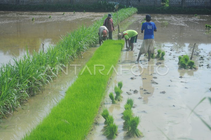 Kembangkan Rawa Jadi Lahan Padi Antara Foto