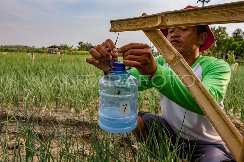 PERANGKAP HAMA NGENGAT BAWANG MERAH ANTARA Foto