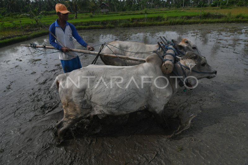 PETANI MEMBAJAK SAWAH DENGAN SAPI ANTARA Foto