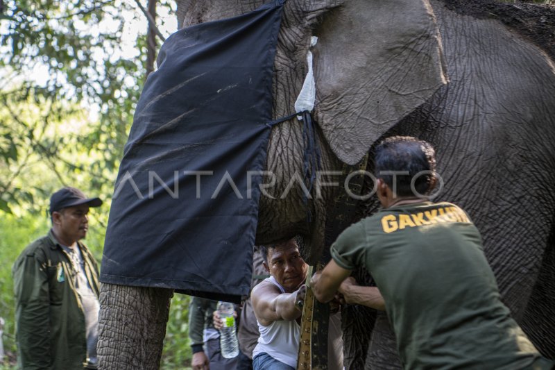 PEMASANGAN GPS COLLAR GAJAH SUMATERA ANTARA Foto