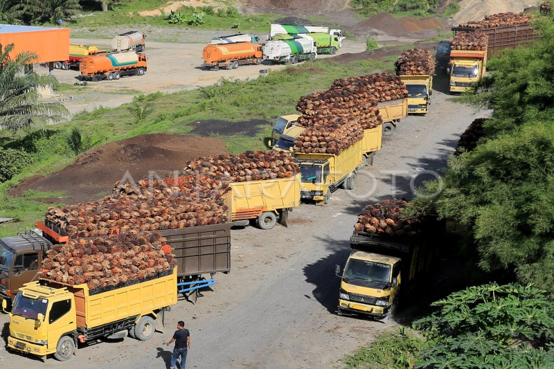 Harga Tbs Kelapa Sawit Turun Antara Foto