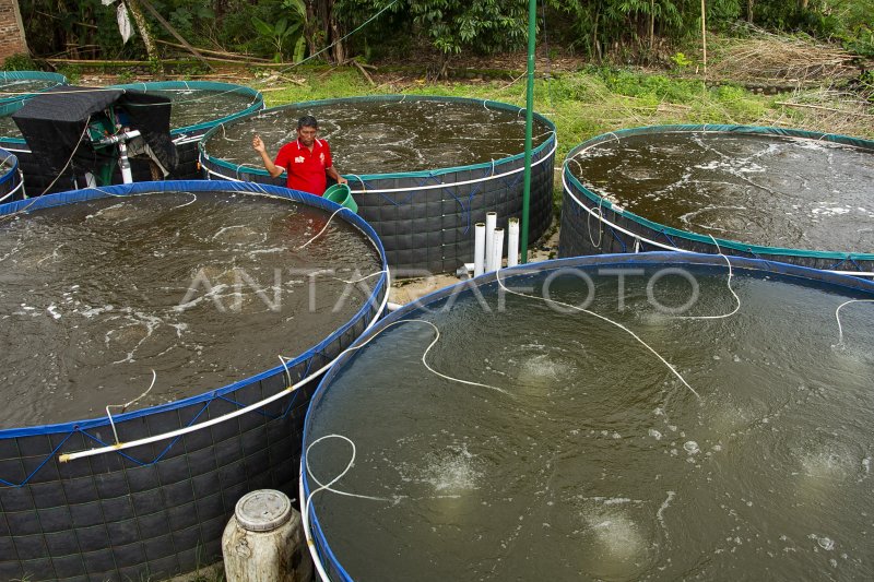 Target Produksi Perikanan Budidaya Antara Foto