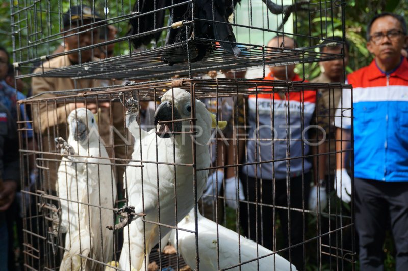 Pelepasliaran Satwa Endemik Papua Antara Foto