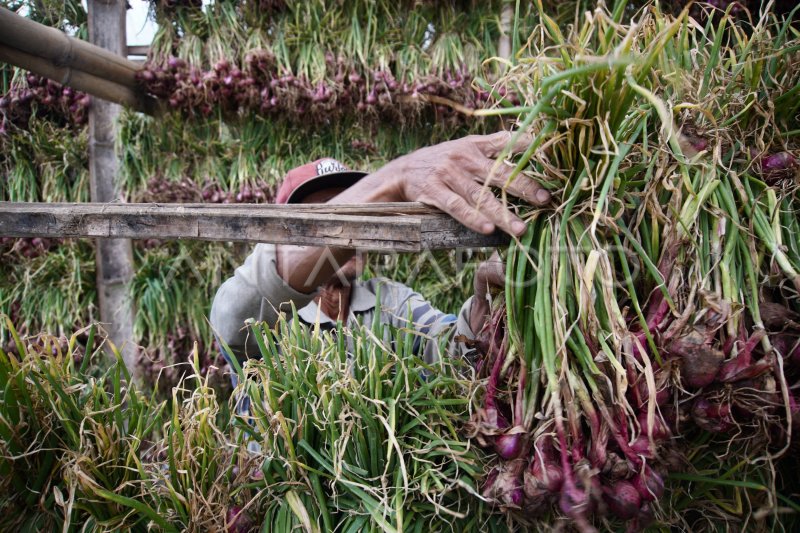 HARGA BAWANG MERAH TURUN ANTARA Foto