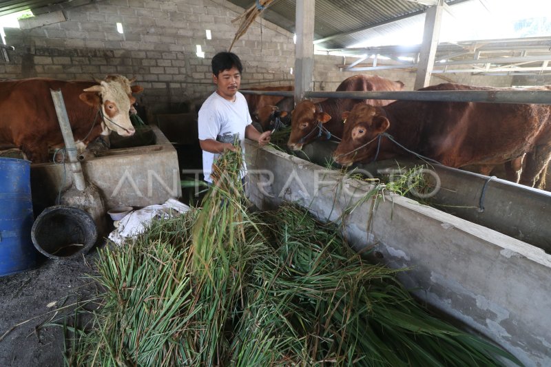 Ketersediaan Sapi Kurban Di Jawa Timur ANTARA Foto