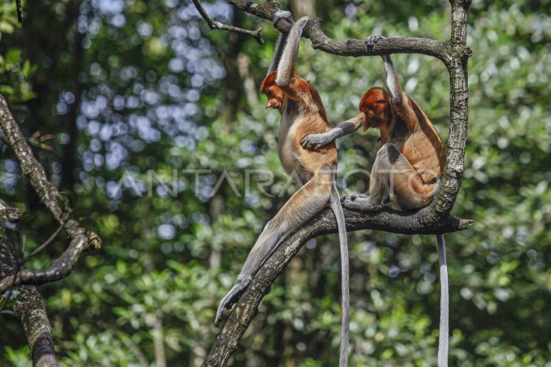 Daya Tarik Wisata Di Kawasan Konservasi Mangrove Dan Bekantan Antara Foto