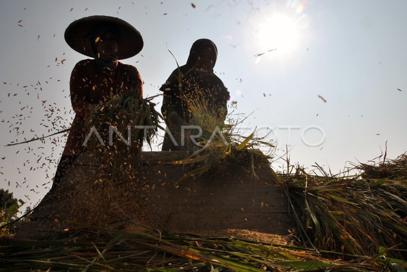 PANEN RAYA PADI ORGANIK ANTARA Foto