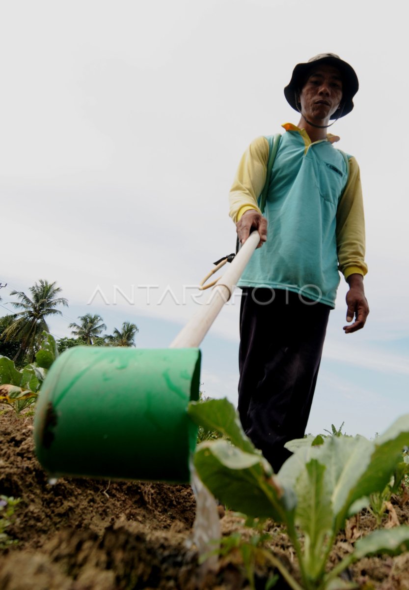 PEMUPUKAN TANAMAN ANTARA Foto