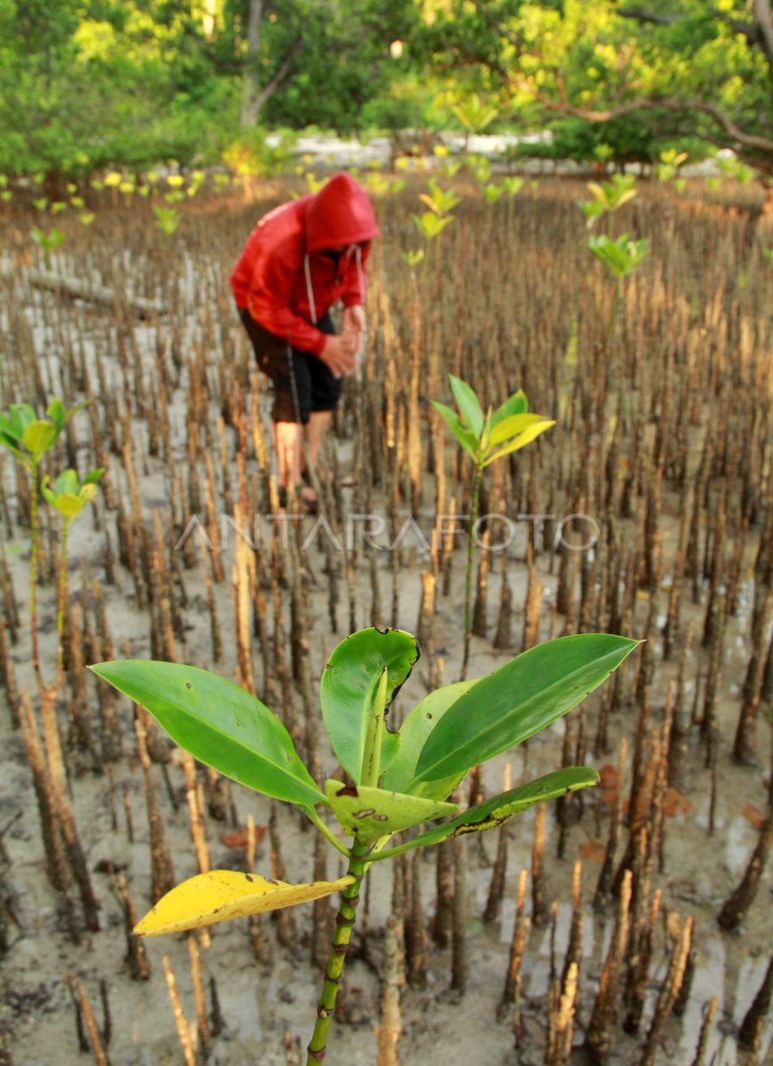 Penanaman Mangrove Antara Foto