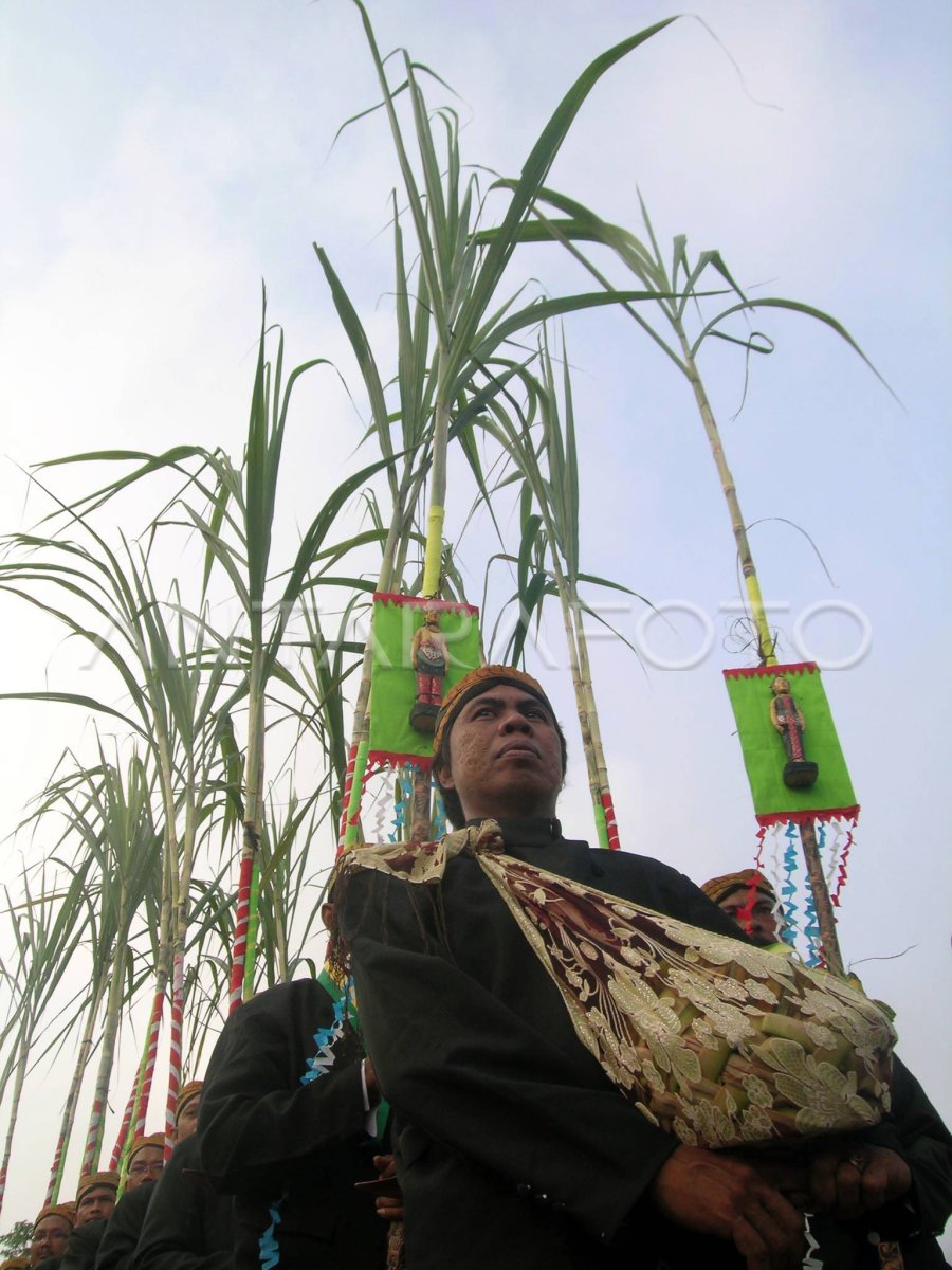 Tebu Pengantin Antara Foto