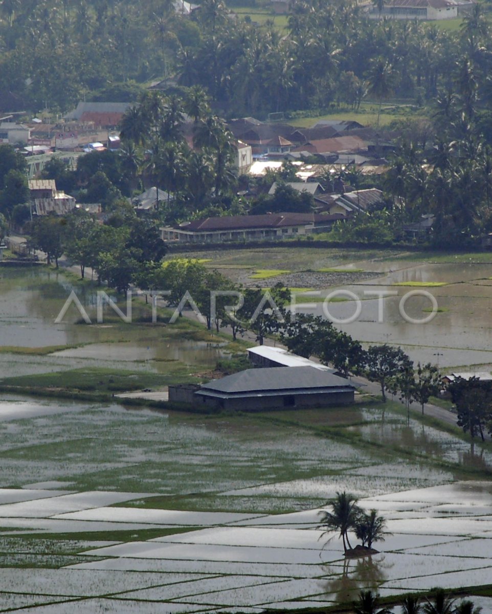 Sawah Terendam Antara Foto