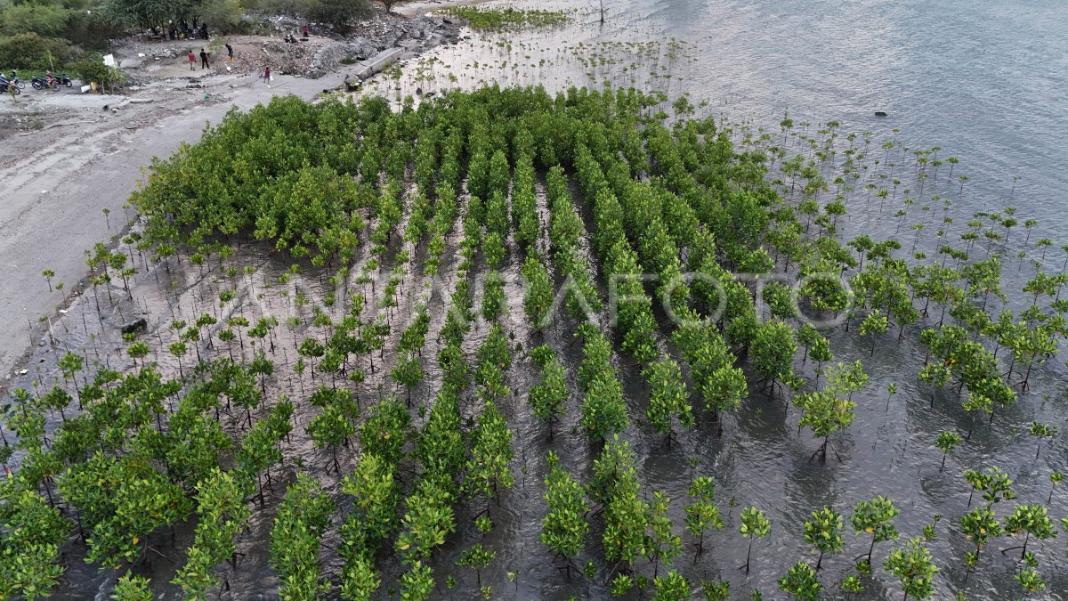 Target Rehabilitasi Mangrove | ANTARA Foto