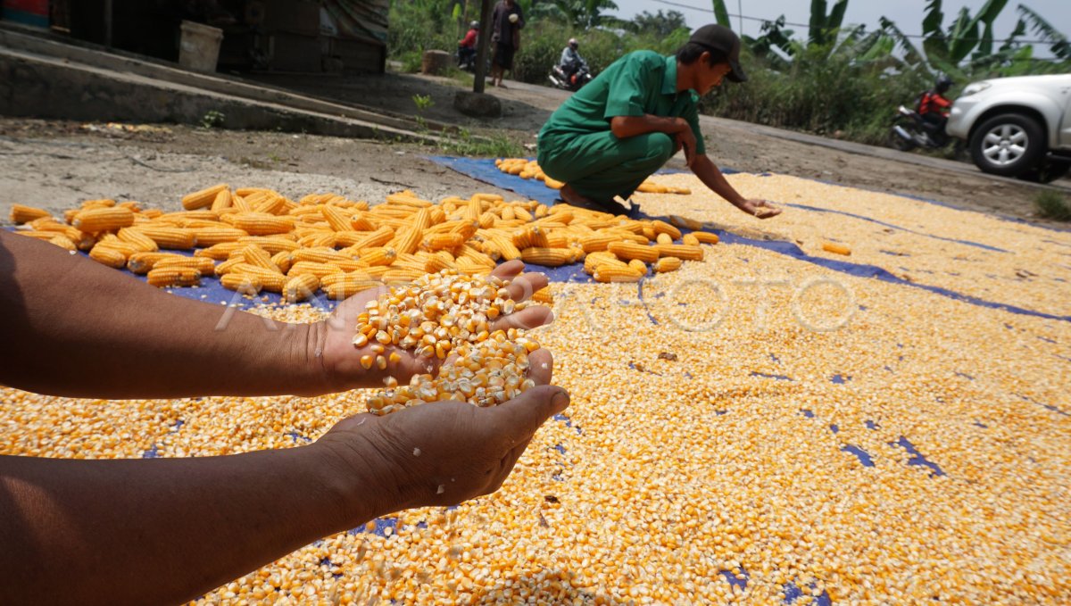 Olah Jagung Jadi Pakan Ternak Antara Foto 0203