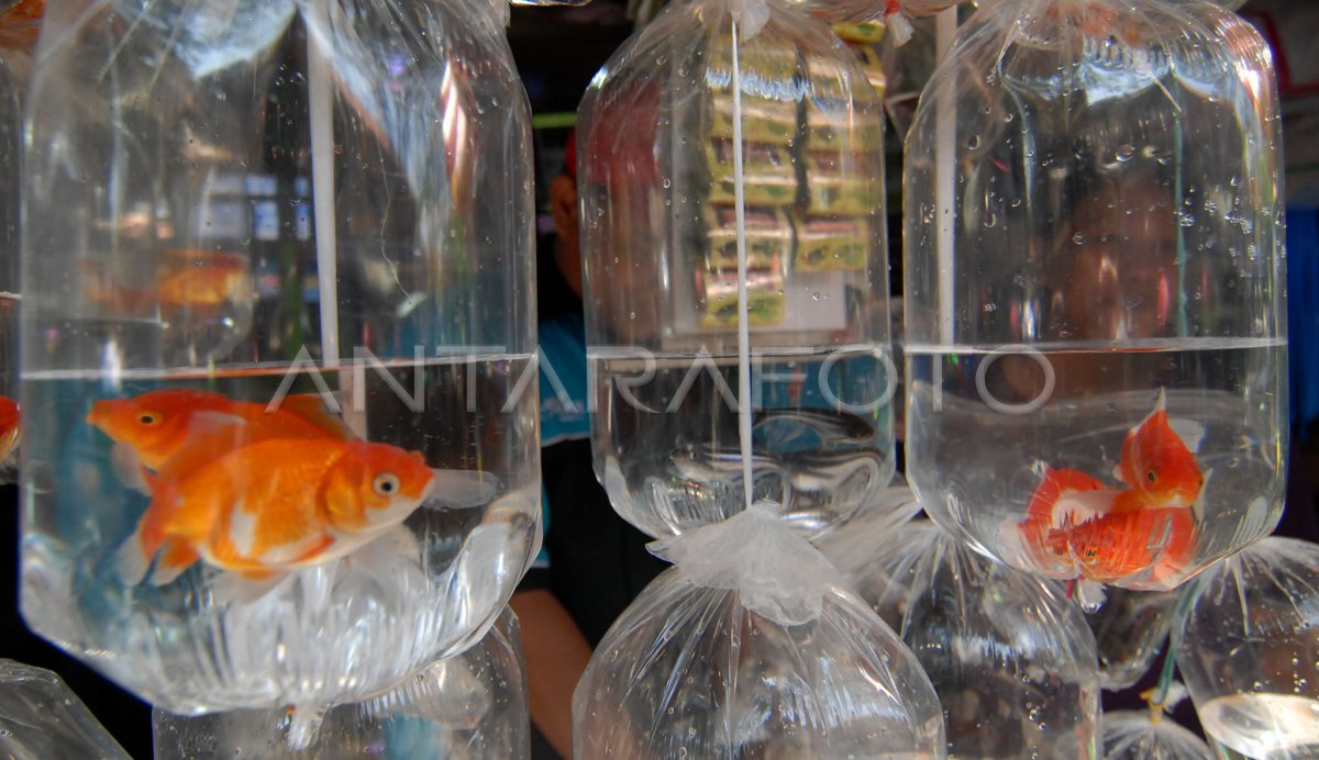 SPESIES IKAN HIAS INDONESIA | ANTARA Foto