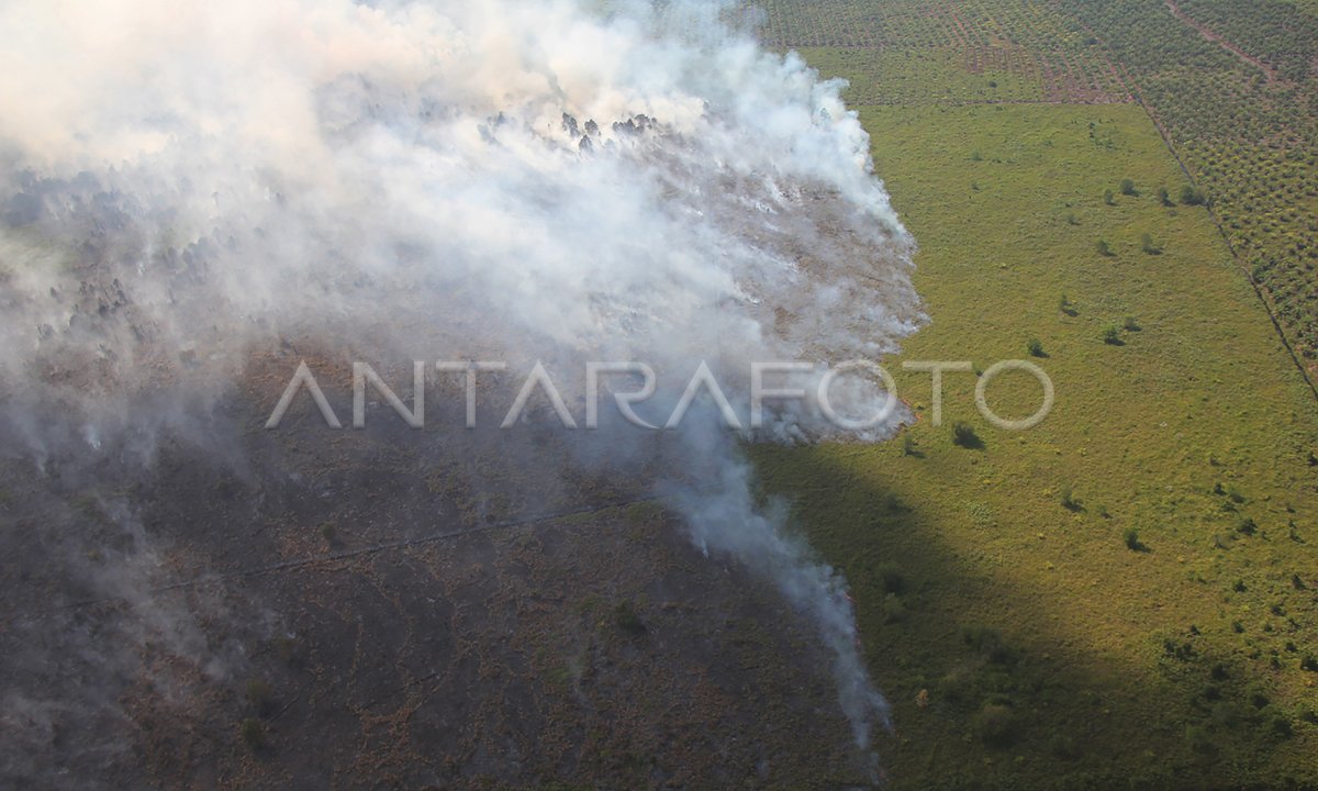 Kebakaran Hutan Dan Lahan Perkebunan Sawit Rakyat Di Riau Antara Foto 5038