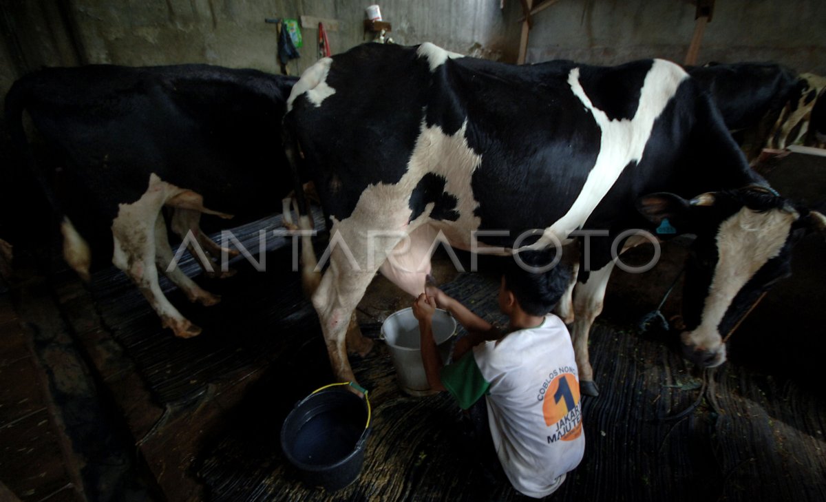 KEBUTUHAN SUSU NASIONAL | ANTARA Foto