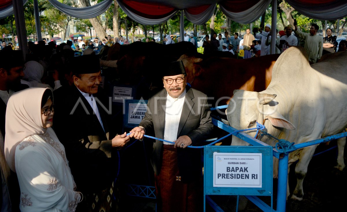 Sapi Kurban Presiden Jokowi Antara Foto 0528