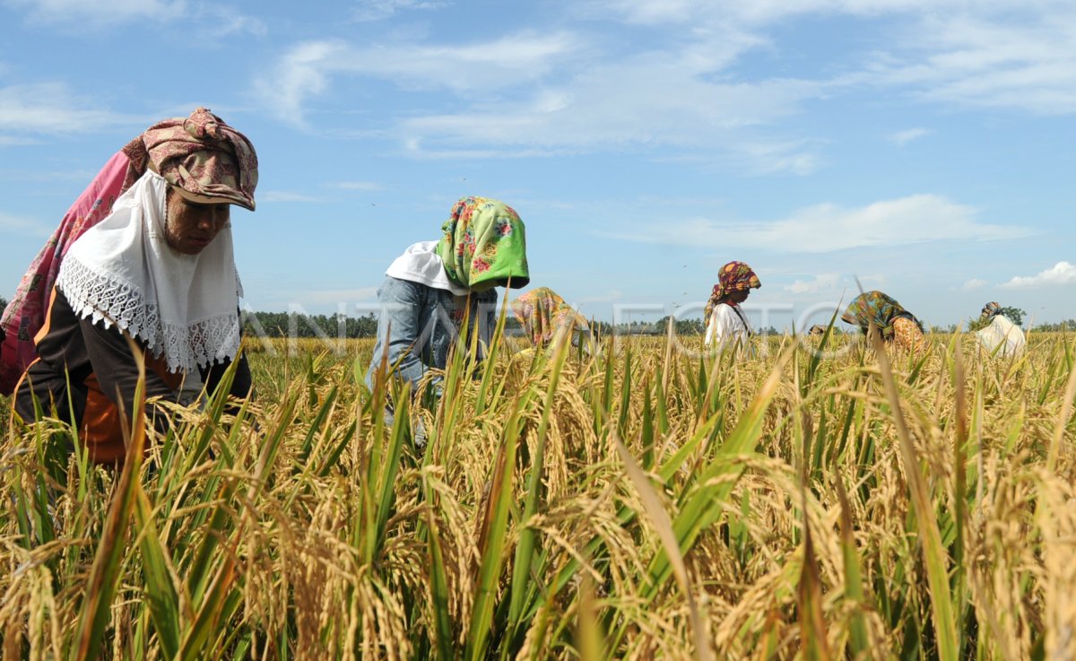 Buruh Panen Antara Foto