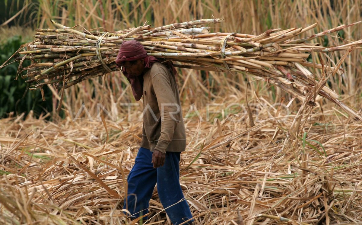 Buruh Tebang Antara Foto